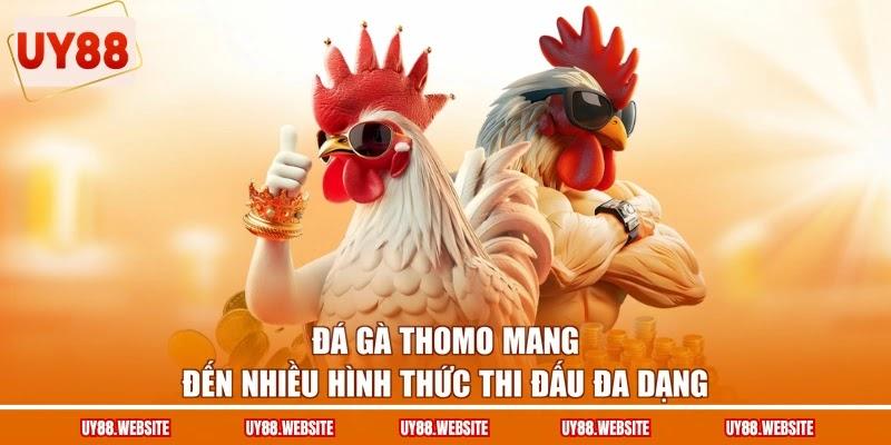 Đá gà Thomo mang đến nhiều hình thức thi đấu đa dạng
