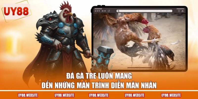 Đá gà tre luôn mang đến những màn trình diễn mãn nhãn Đá gà tre luôn mang đến những màn trình diễn mãn nhãn