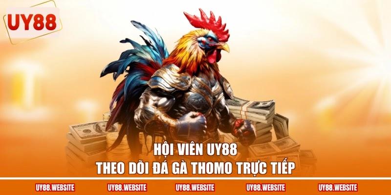 Hội viên UY88 theo dõi đá gà Thomo trực tiếp