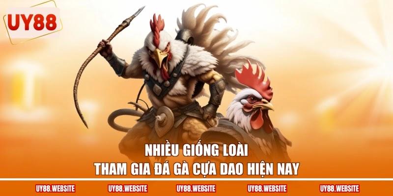 Nhiều giống loài tham gia đá gà cựa dao hiện nay Nhiều giống loài tham gia đá gà cựa dao hiện nay