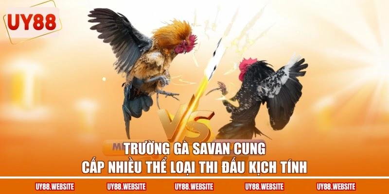 Trường gà Savan cung cấp nhiều thể loại thi đấu kịch tính